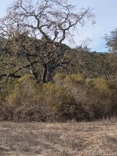 Heintz Open Space - Los Gatos, CA