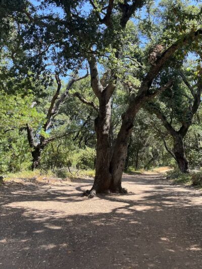 Kennedy Trail - Los Gatos, CA