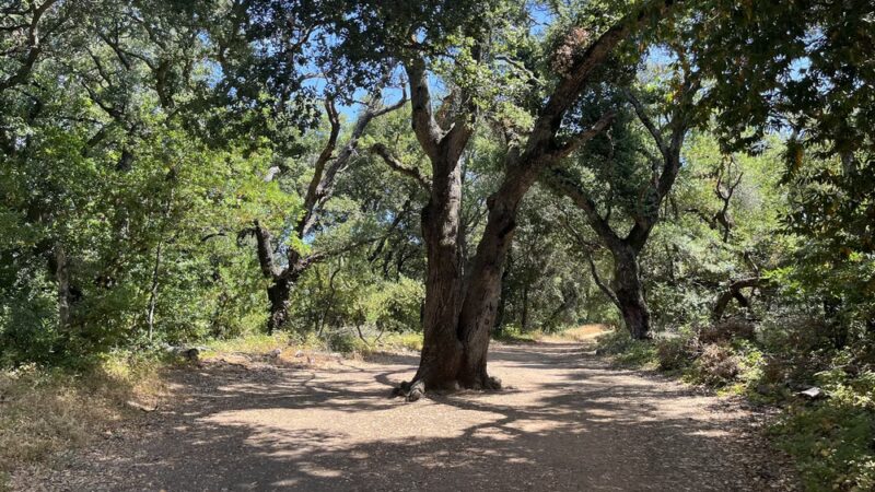 Kennedy Trail - Los Gatos, CA