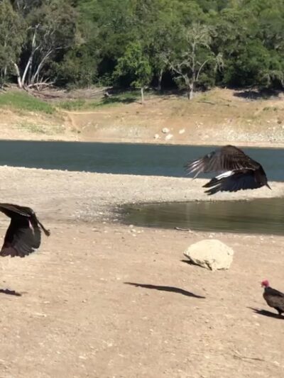 Lexington Reservoir County Park - Los Gatos, CA