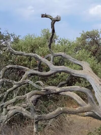 St. Joseph's Hill Open Space Preserve - Los Gatos, CA