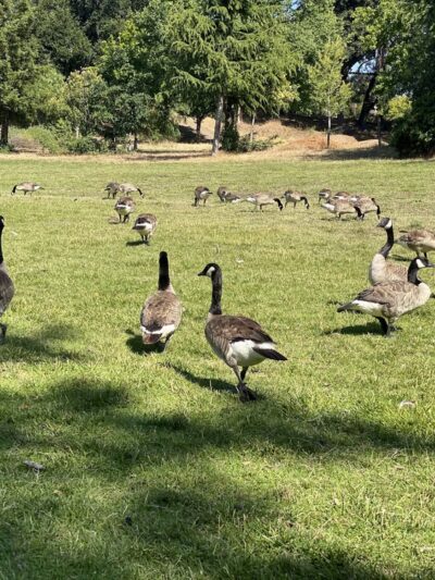 Vasona Lake County Park - Los Gatos, CA