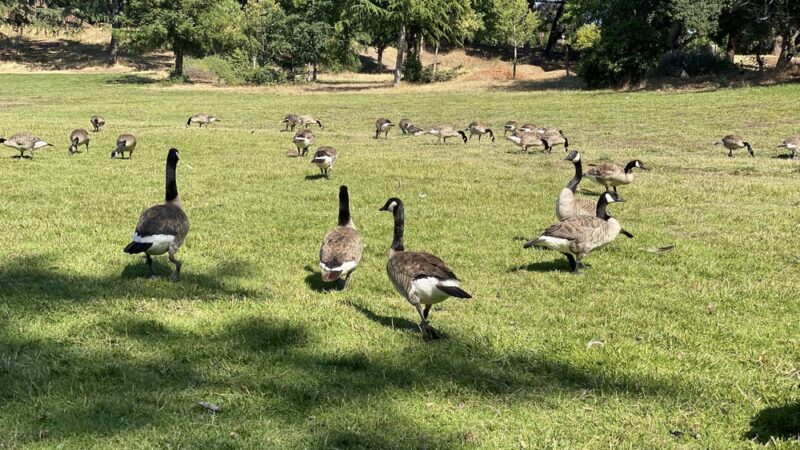 Vasona Lake County Park - Los Gatos, CA