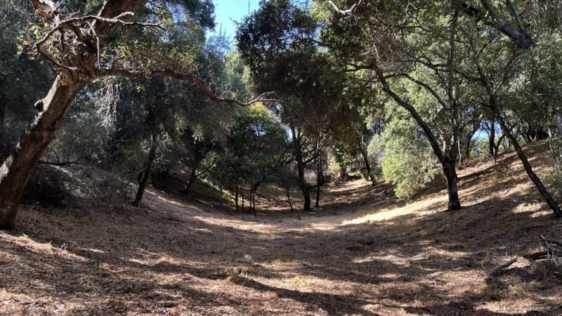Worcester Park - Los Gatos, CA