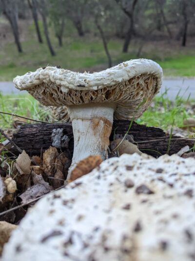 Worcester Park - Los Gatos, CA