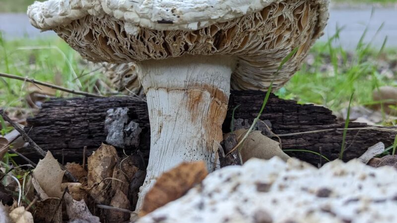 Worcester Park - Los Gatos, CA