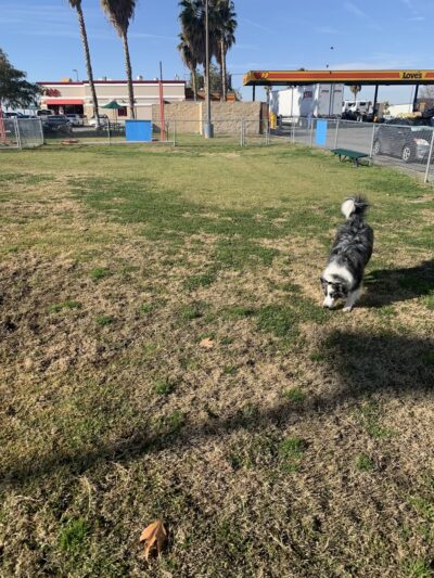 Love's Dog Park - Lost Hills, CA