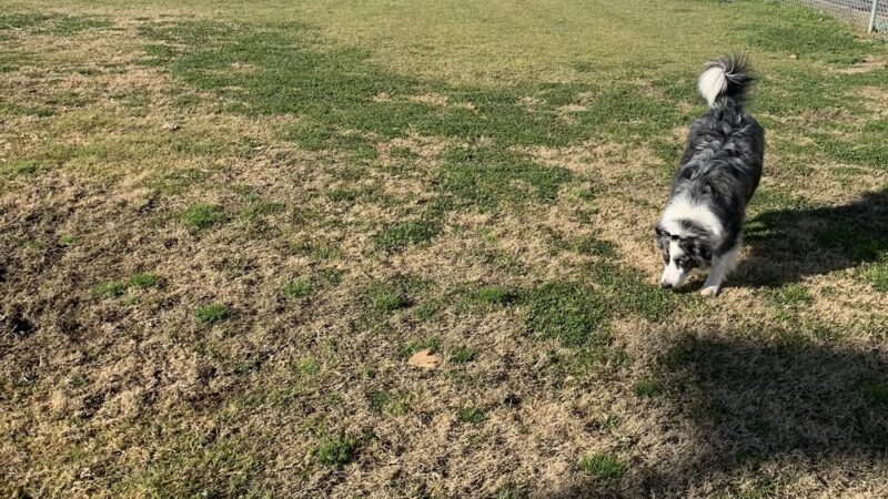 Love's Dog Park - Lost Hills, CA