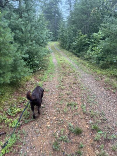 Boisvert and Normand Nature Preserve - Loudon, NH