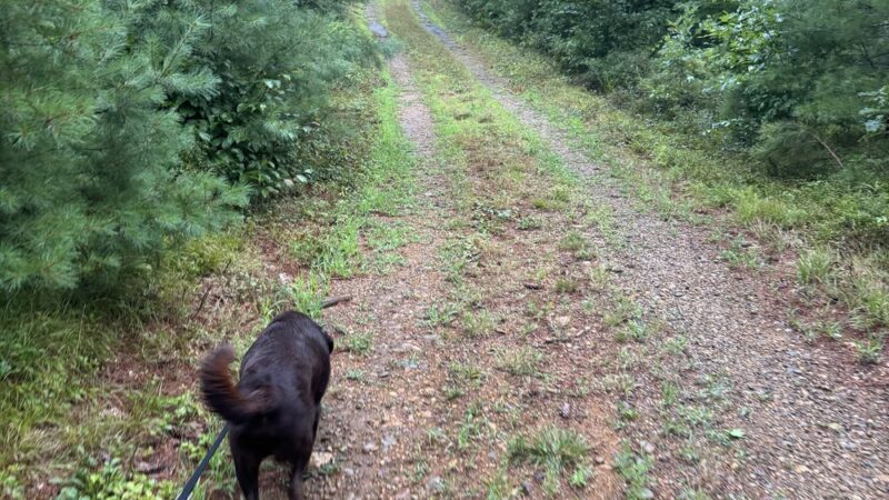 Boisvert and Normand Nature Preserve - Loudon, NH