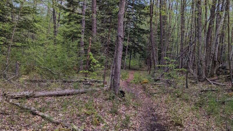 Lovejoy Hiking Trails - Loudon, NH