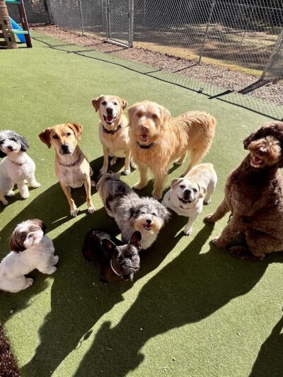 Fox Creek Animal Lodge - Louisburg, NC