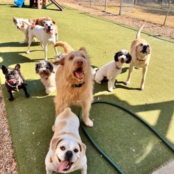 Fox Creek Animal Lodge - Louisburg, NC