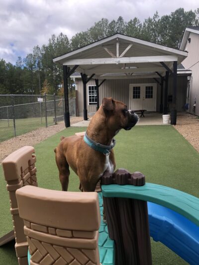 Fox Creek Animal Lodge - Louisburg, NC