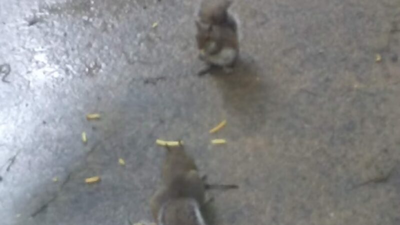 Franklin County Parks & Rec - Louisburg, NC