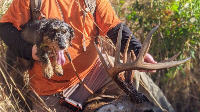 Low To Ground Kennels LLC - Louisburg, NC