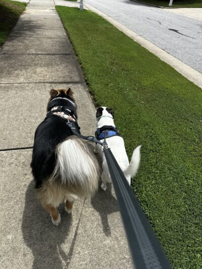 River Bank K9 - Louisburg, NC