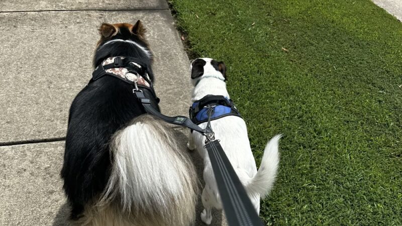 River Bank K9 - Louisburg, NC