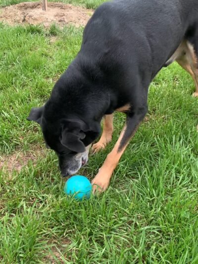 River Bank K9 - Louisburg, NC