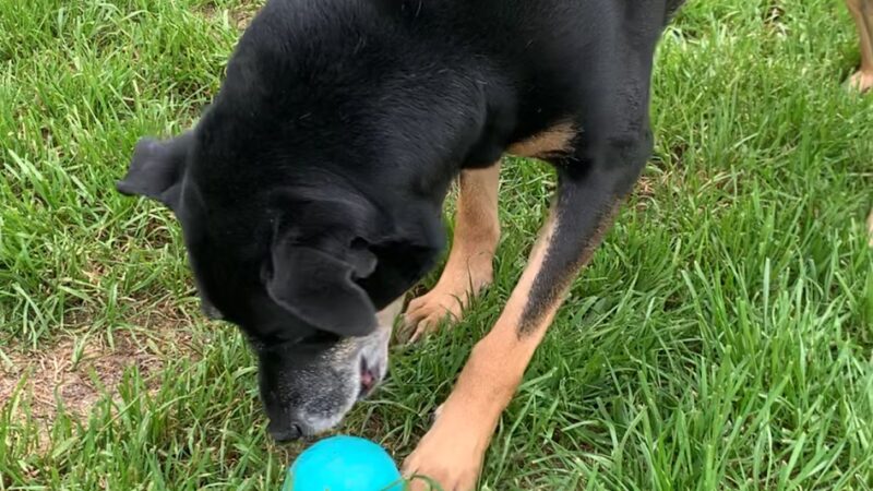 River Bank K9 - Louisburg, NC