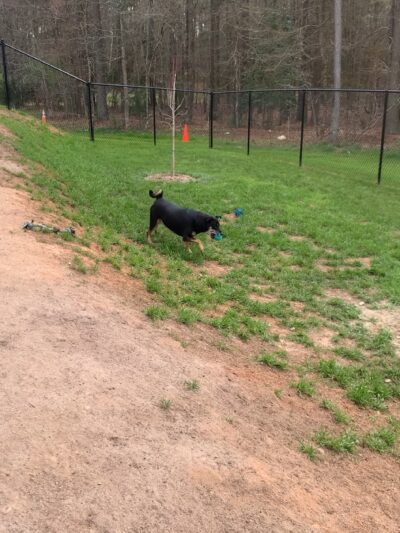 River Bank K9 - Louisburg, NC
