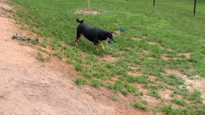 River Bank K9 - Louisburg, NC