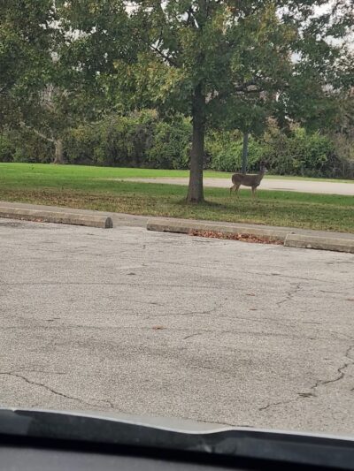 Blue Lick Park - Louisville, KY