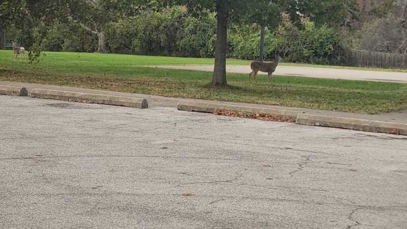 Blue Lick Park - Louisville, KY