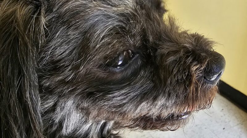 Fairleigh Pet Center - Louisville, KY