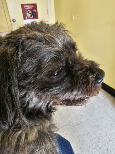 Fairleigh Pet Center - Louisville, KY