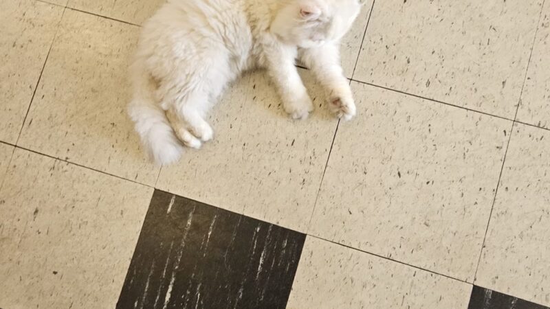 Fairleigh Pet Center - Louisville, KY