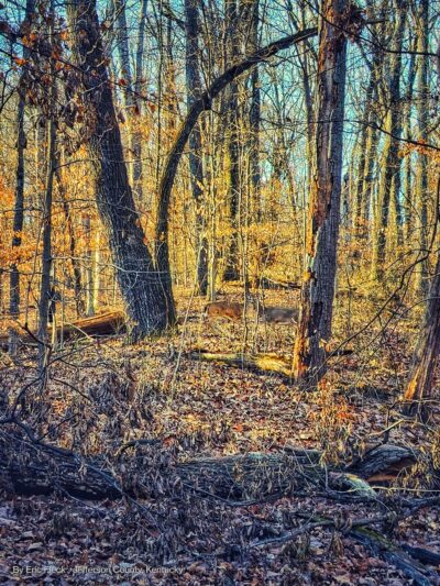 iroquois park - Louisville, KY