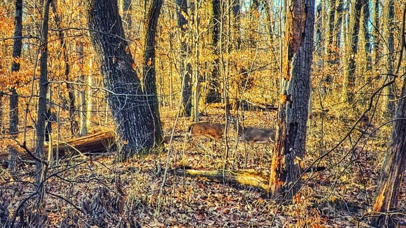 iroquois park - Louisville, KY