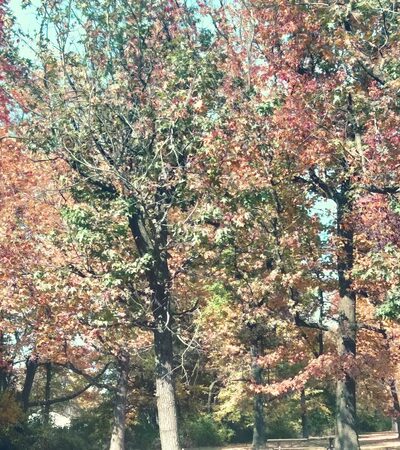 Okolona Park - Louisville, KY