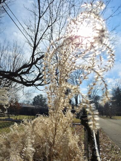 Pee Wee Park - Louisville, KY