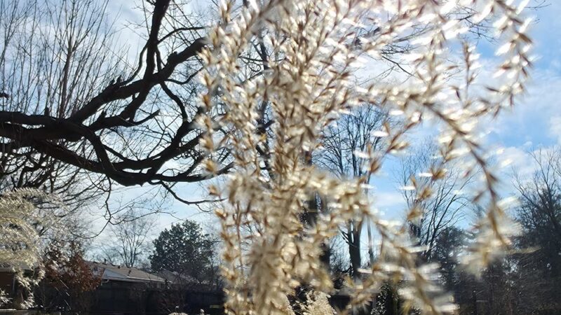 Pee Wee Park - Louisville, KY