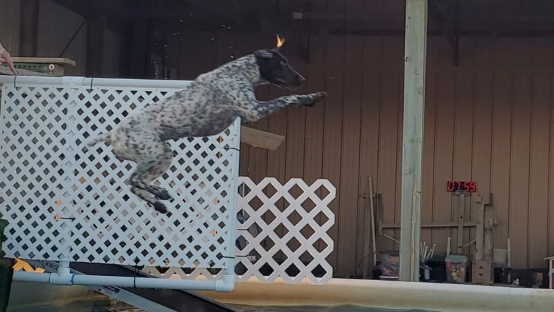 Lucky Dog Acres LLC - Low Moor, IA