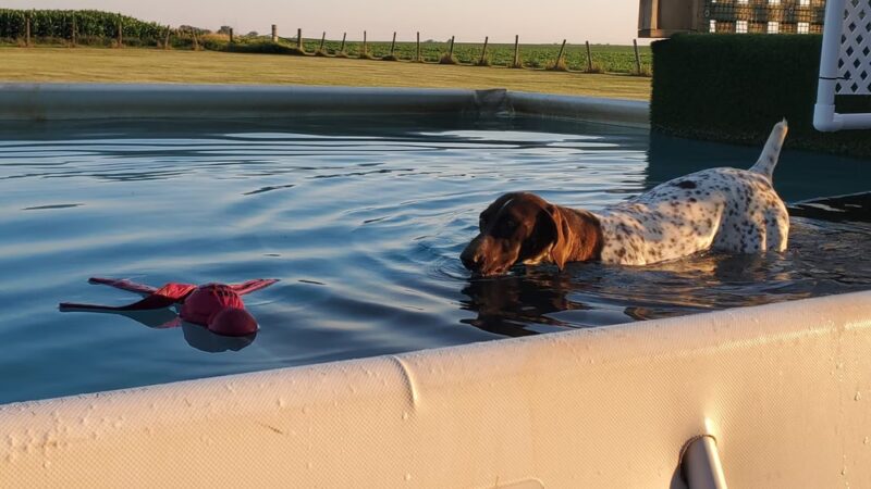 Lucky Dog Acres LLC - Low Moor, IA