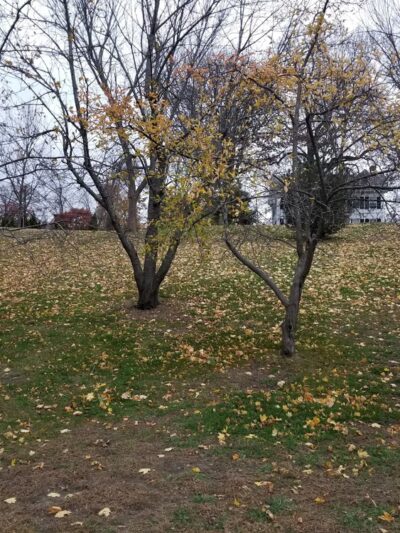 Donahue Park - Lowell, MA