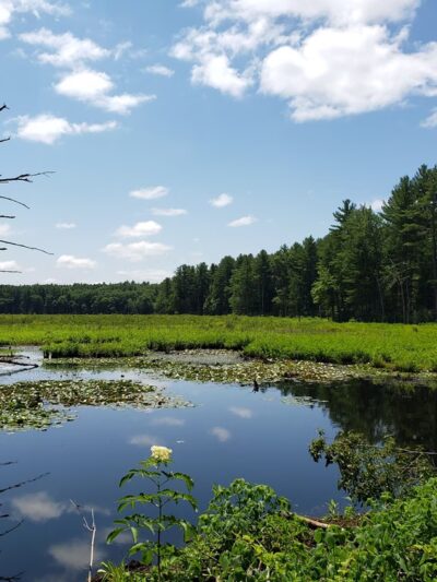 Lowell-Dracut-Tyngsborough State Forest - Lowell, MA