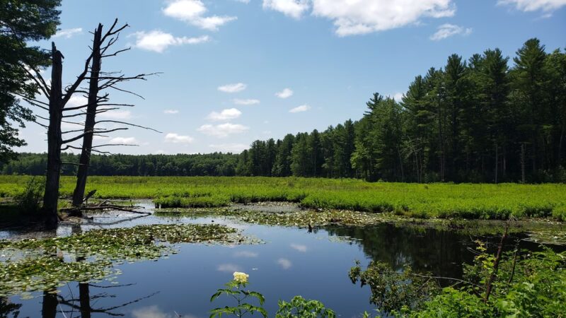 Lowell-Dracut-Tyngsborough State Forest - Lowell, MA