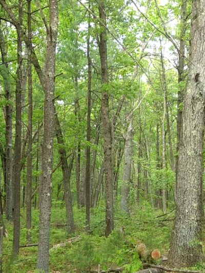 Lowell-Dracut-Tyngsborough State Forest - Lowell, MA