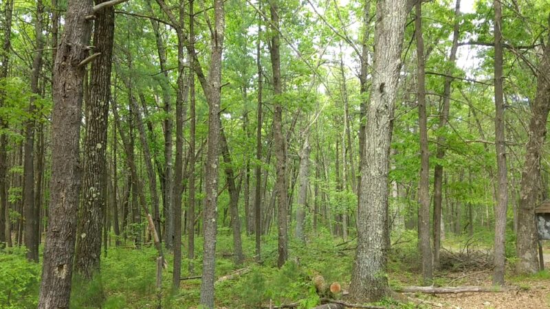 Lowell-Dracut-Tyngsborough State Forest - Lowell, MA