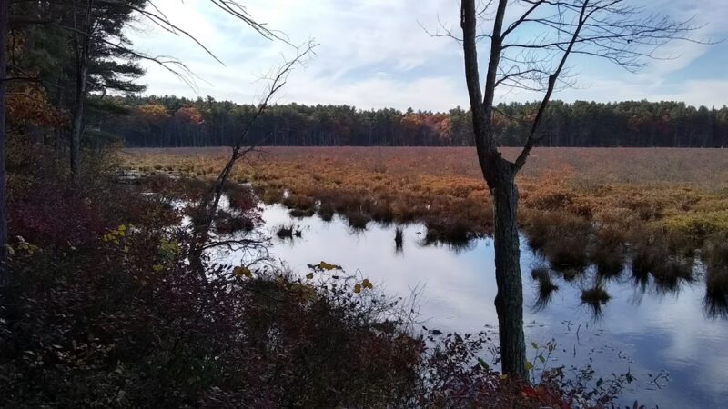 Lowell-Dracut-Tyngsborough State Forest - Lowell, MA