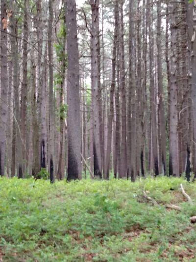 Lowell-Dracut-Tyngsborough State Forest - Lowell, MA
