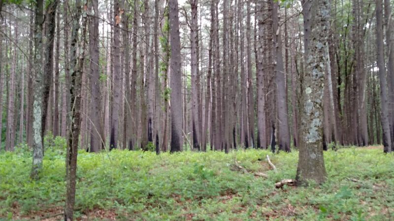 Lowell-Dracut-Tyngsborough State Forest - Lowell, MA