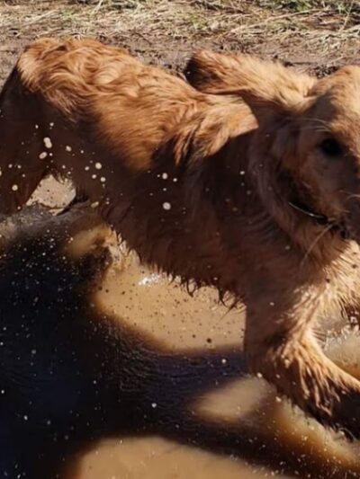 Loyal Dog Boarding and Day Care - Loyal, WI