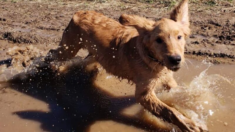 Loyal Dog Boarding and Day Care - Loyal, WI