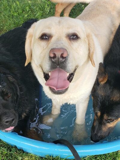 Loyal Dog Boarding and Day Care - Loyal, WI