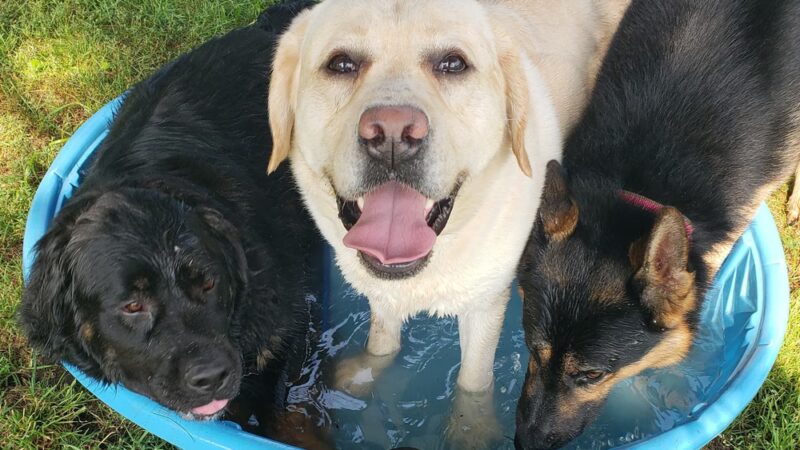 Loyal Dog Boarding and Day Care - Loyal, WI